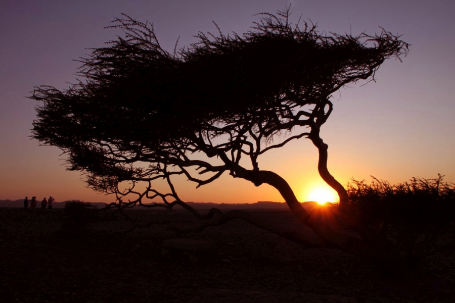 Wadi Gemal-National Park, Egypt Wadi Gimal Nationalpark.jpg